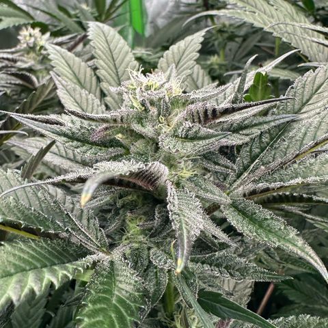 MiscxLAZ #22 C 42.33g growlog timeline photo