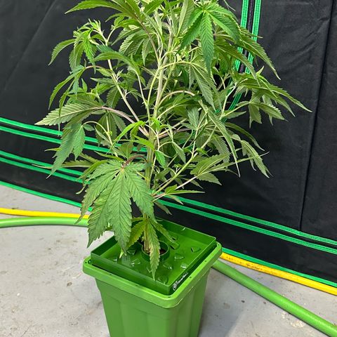 CxLAZ #31 C growlog timeline photo