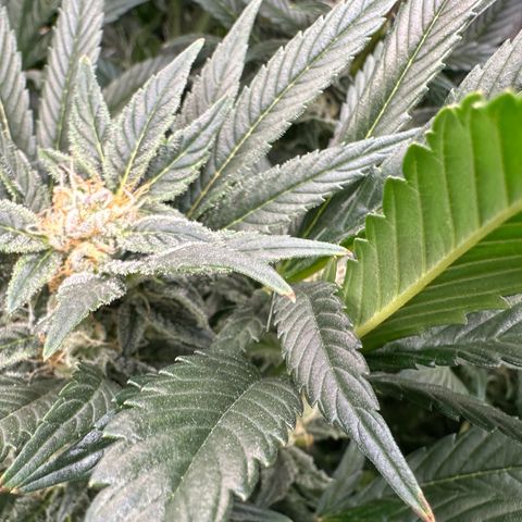 Fuel D.OG #2 Female 49.44g M growlog timeline photo