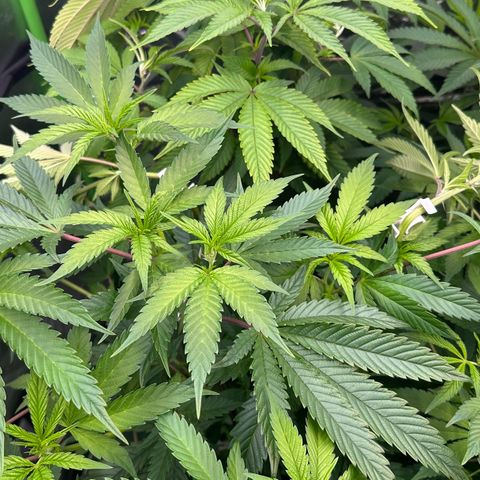 MiscxLAZ #22 C 42.33g growlog timeline photo