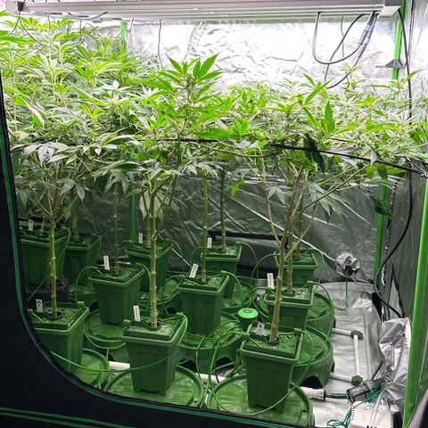 Fuel D.OG #1 Female 47.36g growlog timeline photo