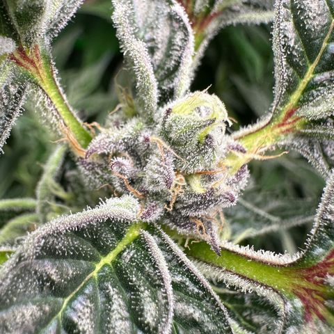 MiscxLAZ #37 C growlog timeline photo