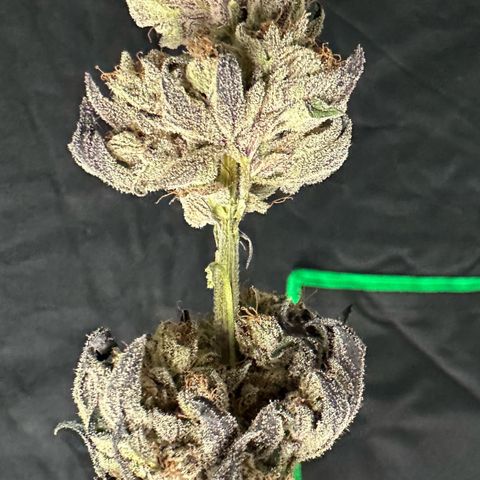 Misc x (LA Kush x Zkittles) #10 growlog photo: Moved to plastic bag