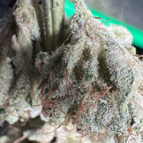 CxLAZ #06 growlog timeline photo