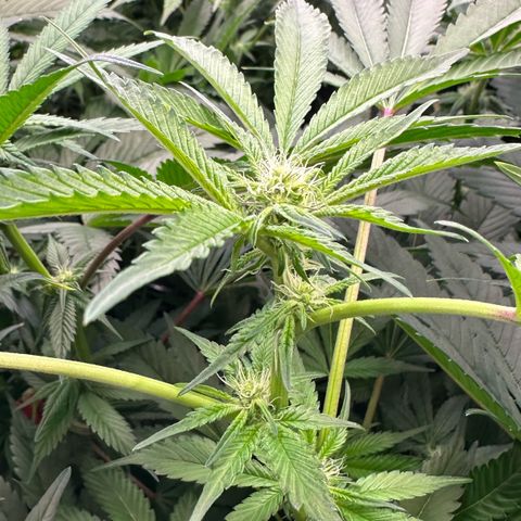 CxLAZ #31 C growlog timeline photo