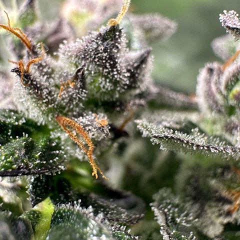 Auto Think Different  #1 growlog timeline photo