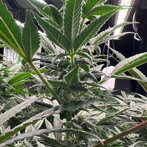 CxLAZ #31 C growlog timeline photo