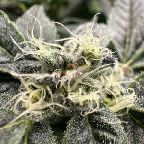 MiscxLAZ #08 C #1 growlog timeline photo