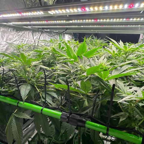 CxLAZ #03 C #1 58.58g growlog timeline photo