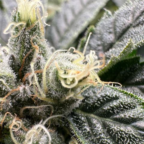 MiscxLAZ #08 C #1 growlog timeline photo