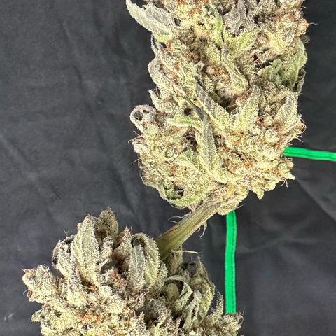 CxLAZ #24 37.13g growlog photo: Moved to plastic bag