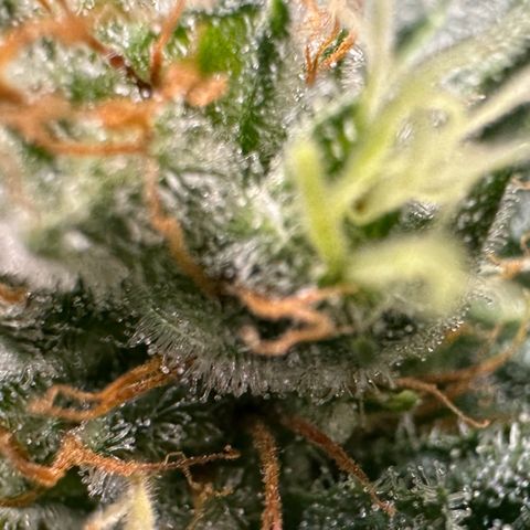 Fuel D.OG #1 Female 47.36g growlog timeline photo