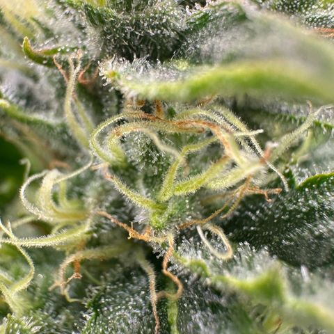 Fuel D.OG #1 Female 47.36g growlog timeline photo