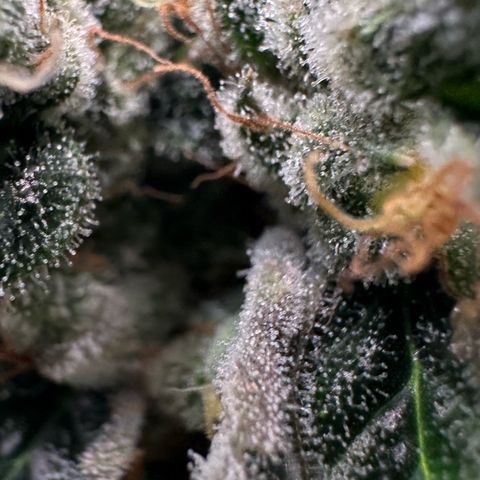 Misc x (LA Kush x Zkittles) #08 growlog timeline photo