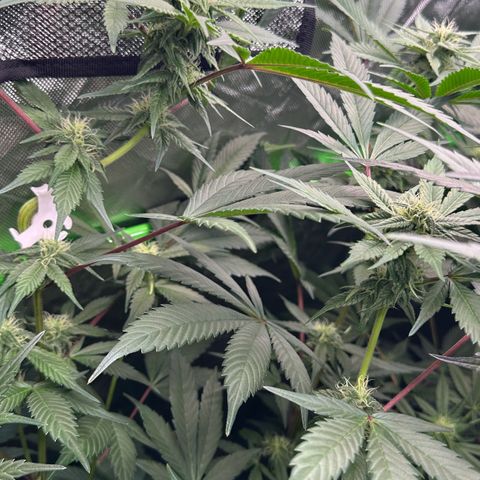 CxLAZ #03 C #1 58.58g growlog timeline photo
