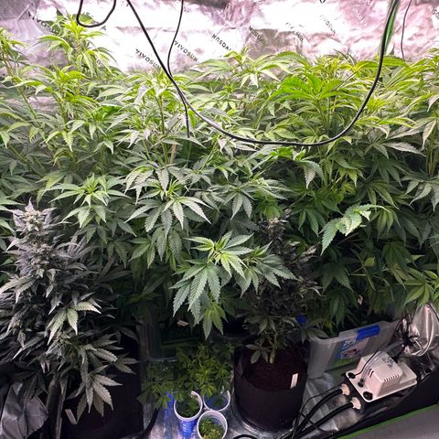 Shaman growlog timeline photo