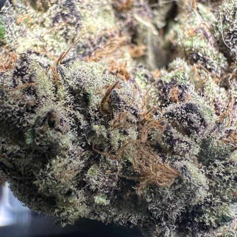 CxLAZ #03 45.52g growlog timeline photo