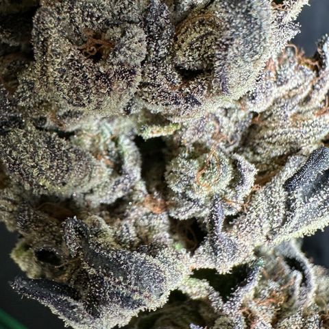 Misc x (LA Kush x Zkittles) #27 33.12g growlog photo: Moved to plastic bag