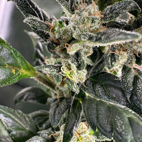 Auto Think Different  #3 growlog timeline photo
