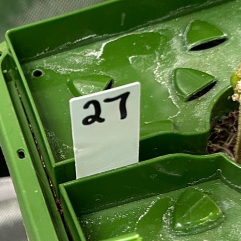 MiscxLAZ #27 C 39g growlog timeline photo