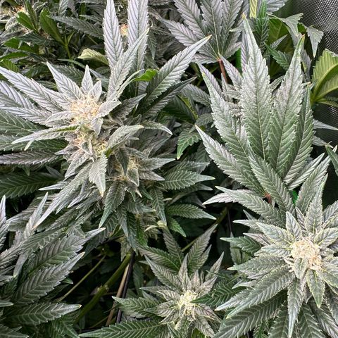 Fuel D.OG #2 Female 49.44g M growlog timeline photo