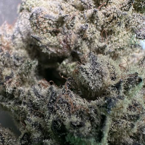 Misc x (LA Kush x Zkittles) #29 25.69g growlog timeline photo