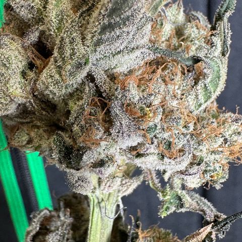 CxLAZ #31 58.75g growlog photo: Moved to plastic bag