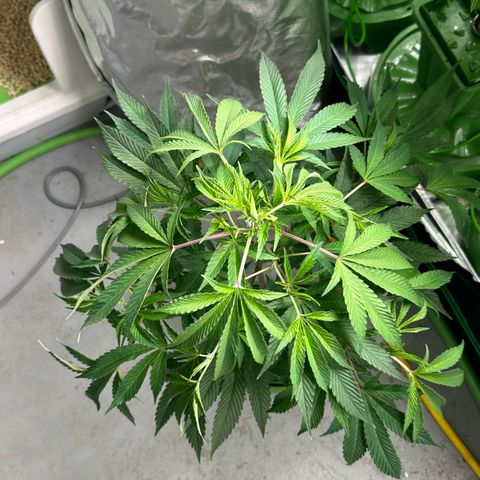 CxLAZ #31 C growlog photo: Lollipopped and flipped to flower