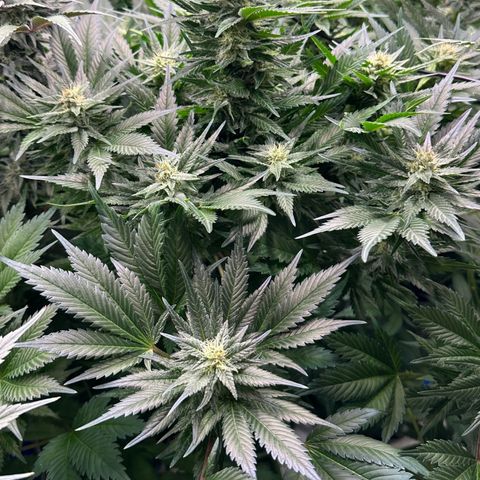 Fuel D.OG #1 Female 47.36g growlog timeline photo