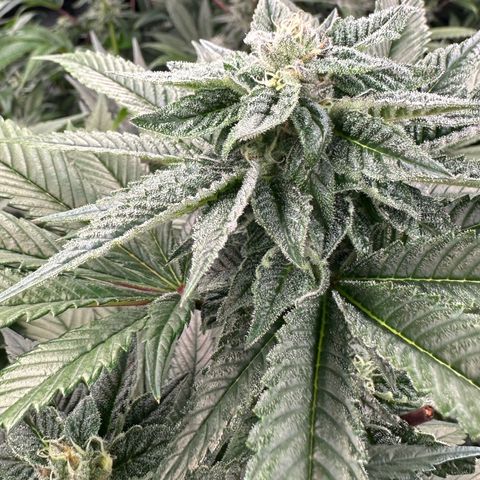 MiscxLAZ 5-4 34.63g growlog timeline photo