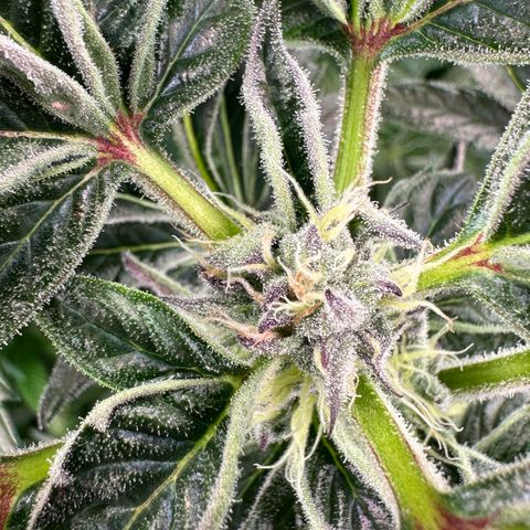 MiscxLAZ #37 C growlog timeline photo