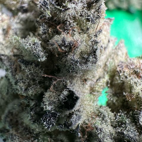 Misc x (LA Kush x Zkittles) #29 25.69g growlog timeline photo