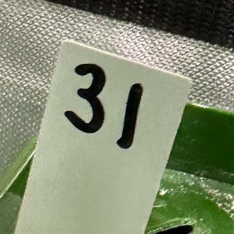 CxLAZ #31 C growlog timeline photo