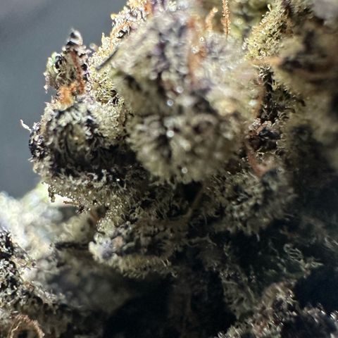 Misc x (LA Kush x Zkittles) #22 34.14g growlog timeline photo