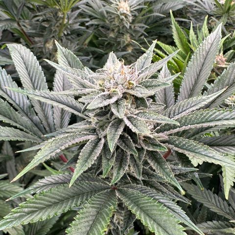 MiscxLAZ #26 C #1 47.15g growlog timeline photo