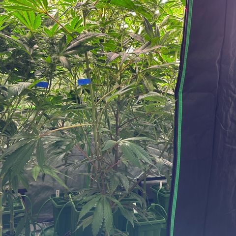 MiscxLAZ #29 C growlog timeline photo