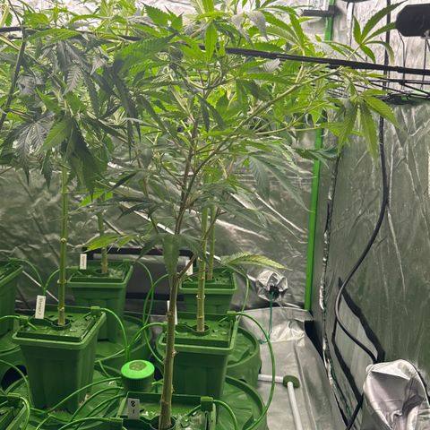 MiscxLAZ #08 C #1 growlog timeline photo