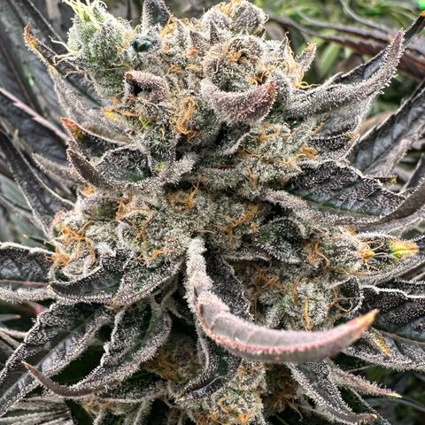 CxLAZ #16 50.72g growlog timeline photo