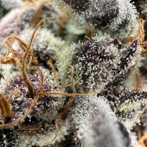 CxLAZ #03 45.52g growlog timeline photo