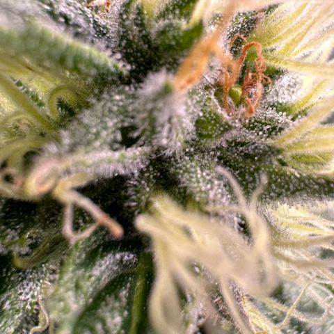 Fuel D.OG #1 Female 47.36g growlog timeline photo