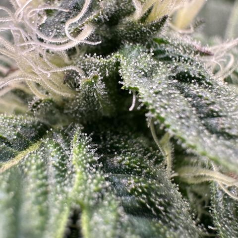 CxLAZ #20 C1 25g growlog timeline photo
