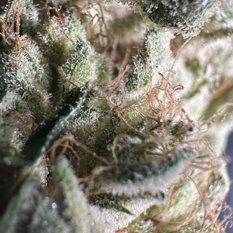 CxLAZ #20 13.7g growlog timeline photo
