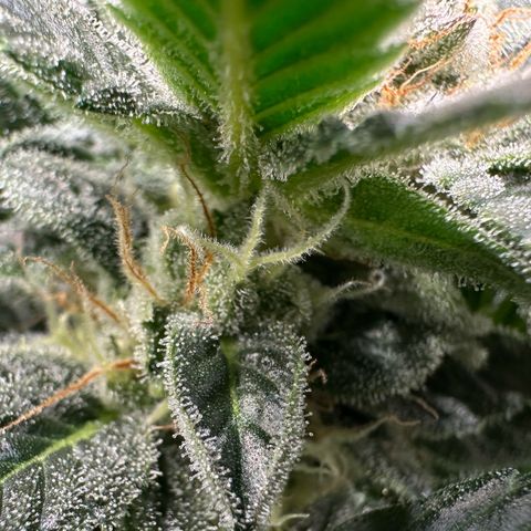 Fuel D.OG #2 Female 49.44g M growlog timeline photo
