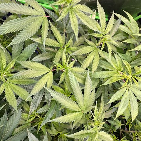 MiscxLAZ #22 C 42.33g growlog timeline photo