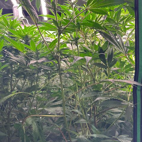 MiscxLAZ #29 C growlog timeline photo