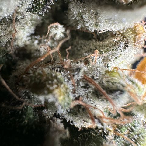 CxLAZ #15 52g growlog photo: Moved to plastic bag