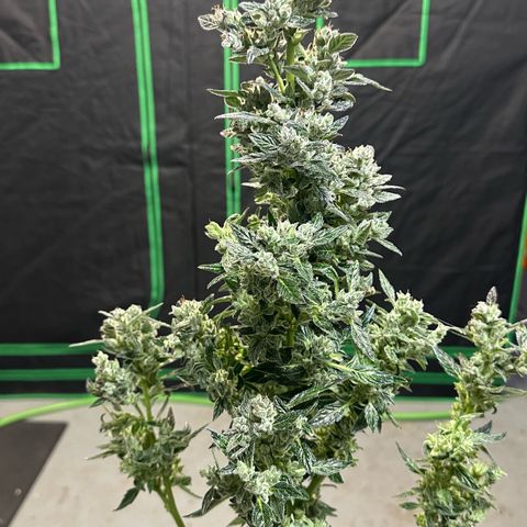 Auto Think Different  #1 growlog timeline photo