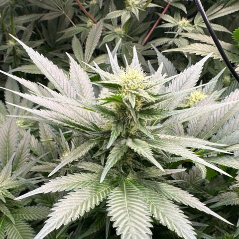 Fuel D.OG #1 Female 47.36g growlog timeline photo