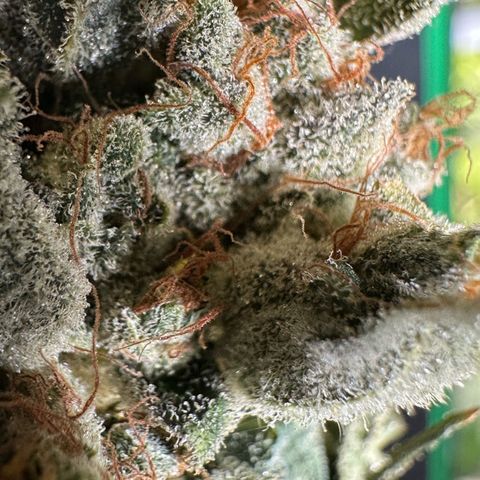 Misc x (LA Kush x Zkittles) #08 growlog photo: Moved to plastic bag