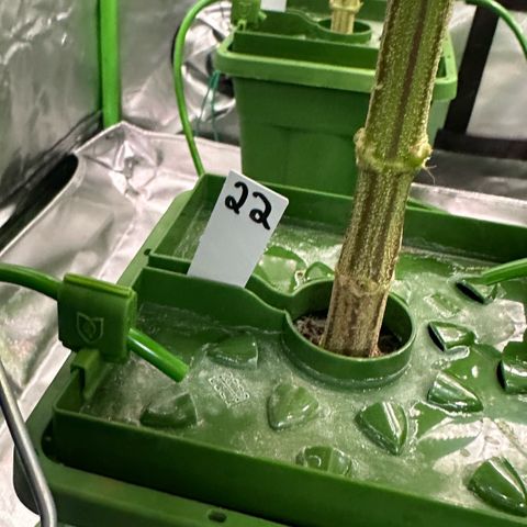 MiscxLAZ #22 C 42.33g growlog timeline photo